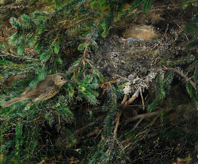 Singdrossel im Nest - Bruno Liljefors