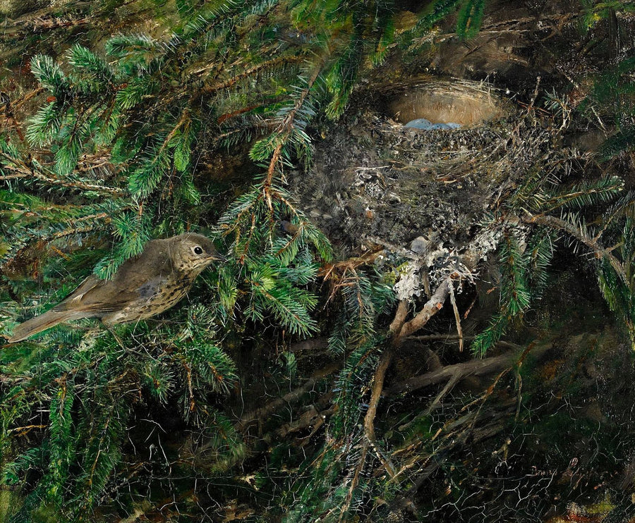 Singdrossel im Nest - Bruno Liljefors