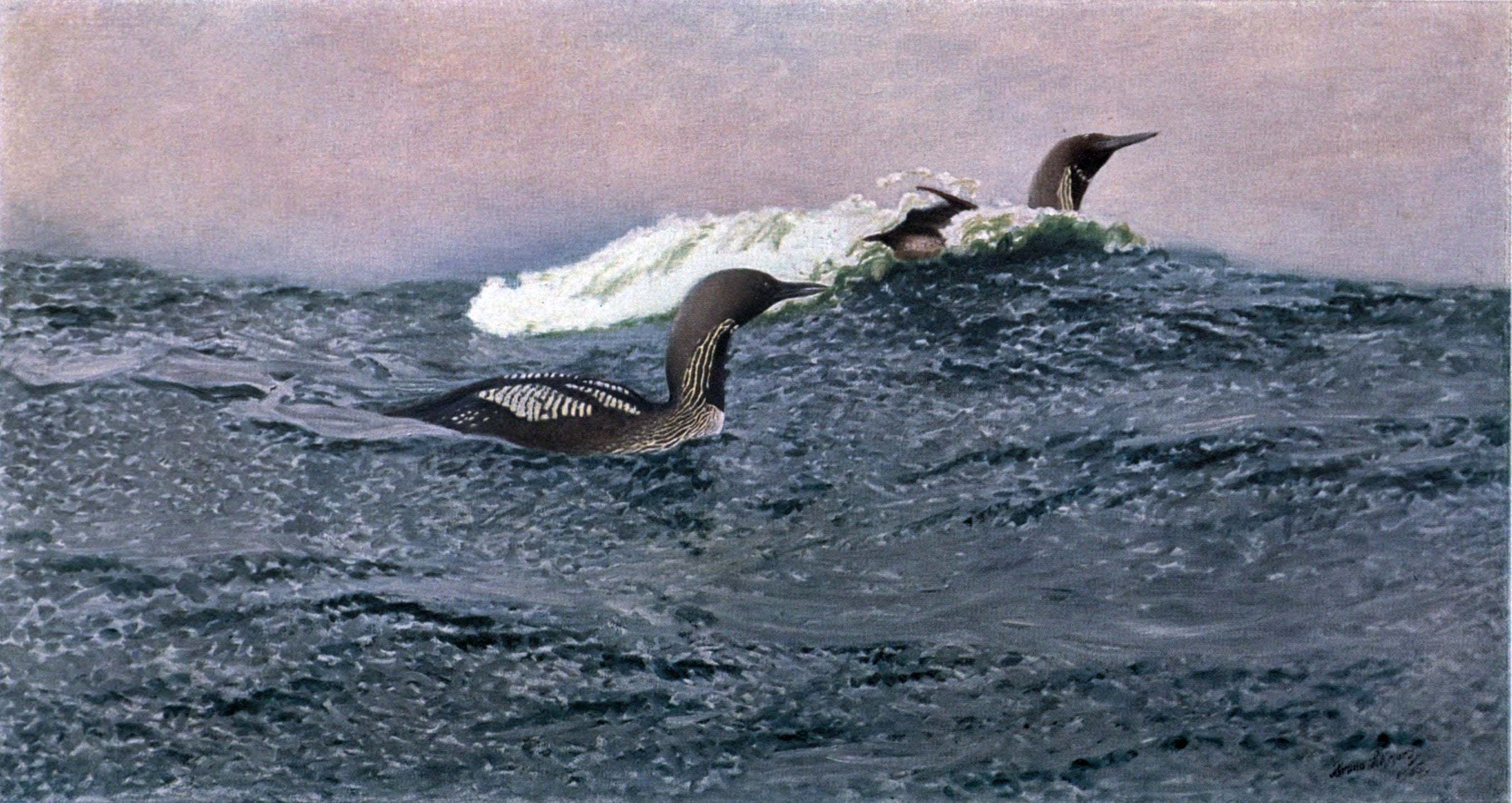 Huards nageant - Bruno Liljefors image 1 reproduction réalisée par Alpha Reproduction