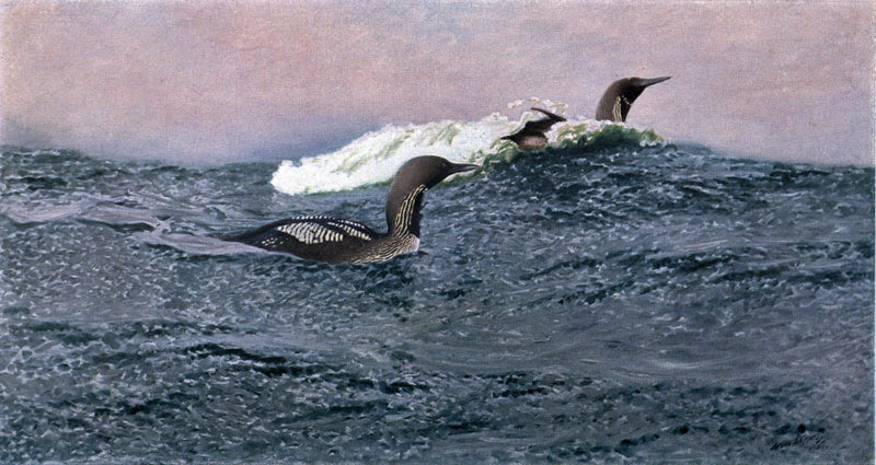 Schwimmende Seetaucher - Bruno Liljefors