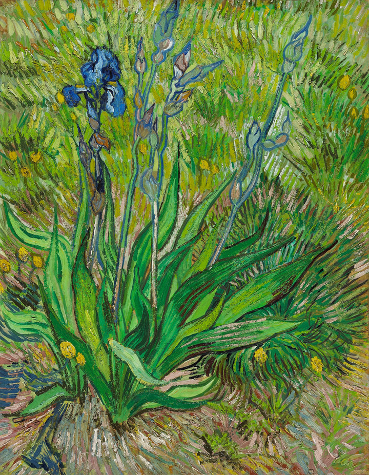 Die Iris, F601 - Vincent van Gogh