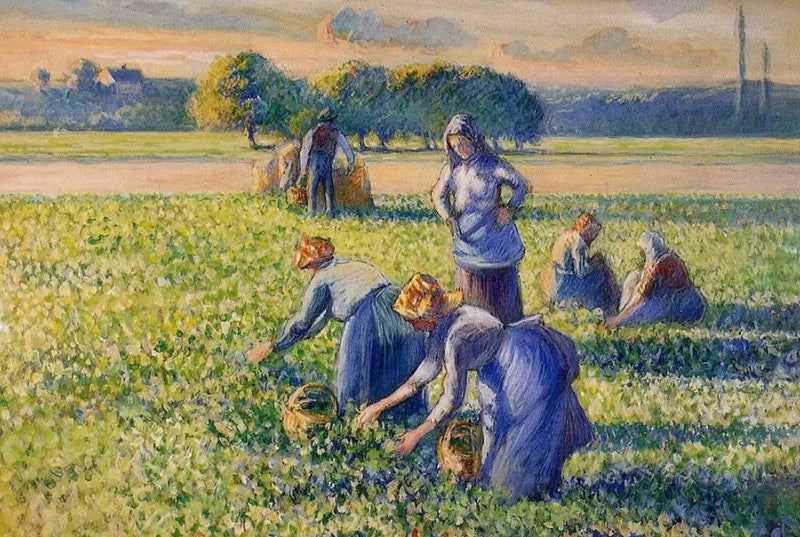 Die Ernte der Erbsen - Camille Pissarro