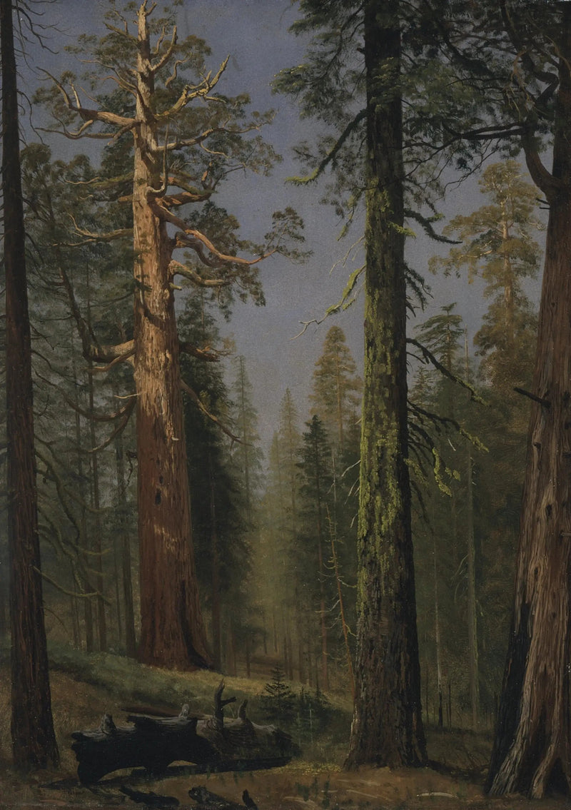 Der riesige Mammutbaum Grizzly, Mariposa Grove, Kalifornien - Albert Bierstadt