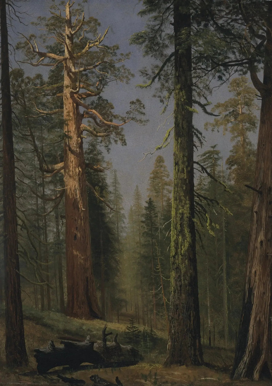 Der riesige Mammutbaum Grizzly, Mariposa Grove, Kalifornien - Albert Bierstadt
