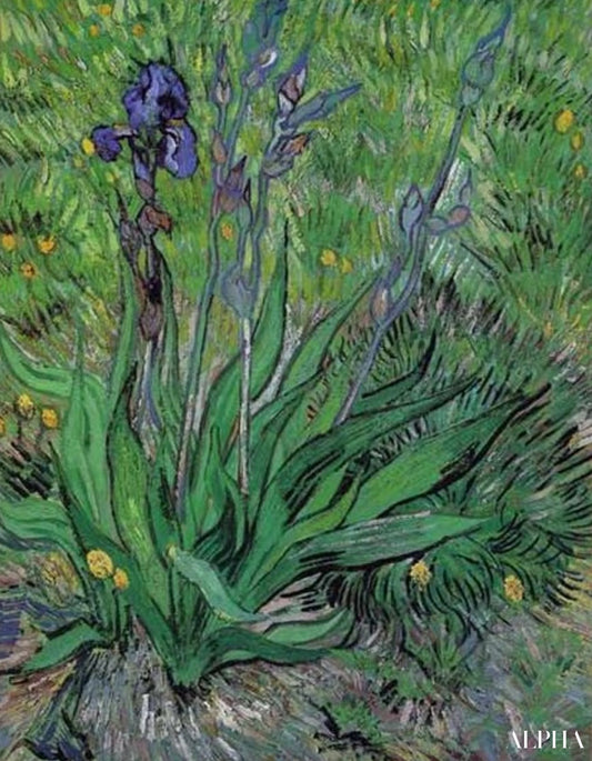 Les iris II - Van Gogh - Reproductions de tableaux et peintures haut de gamme