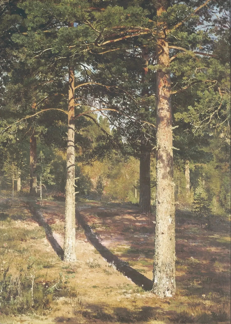 Die sonnigen Kiefern - Ivan Chichkine