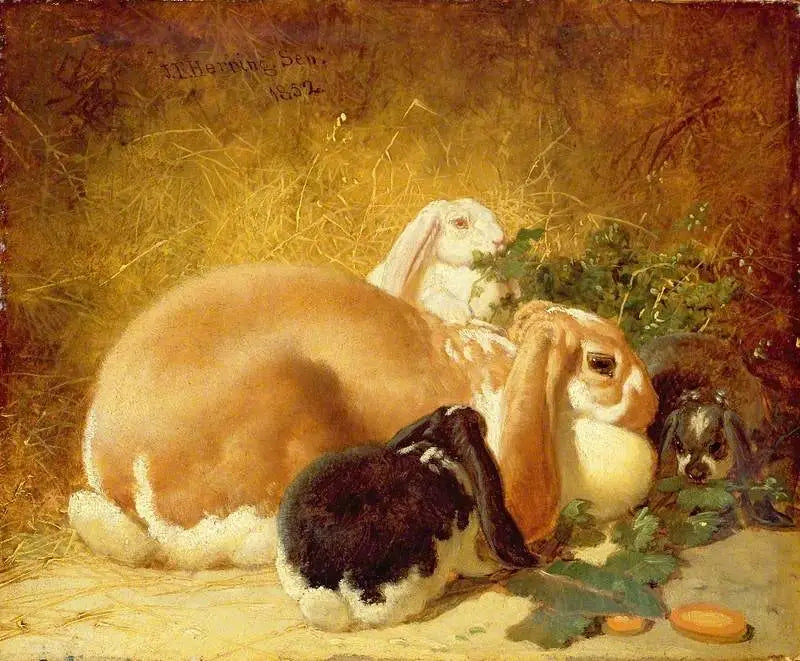 Belgische Hasen - John Frederick Herring, Sr.