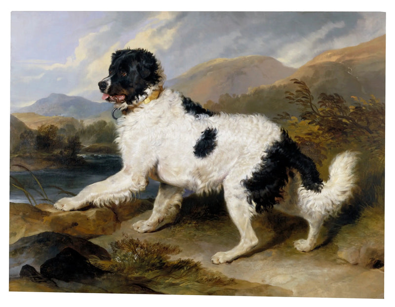 Löwe, ein Neufundländer-Hund - Edwin Henry Landseer