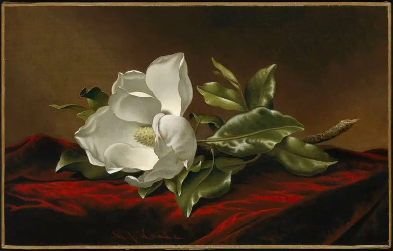 Magnolie grandiflora - Martin Johnson Heade