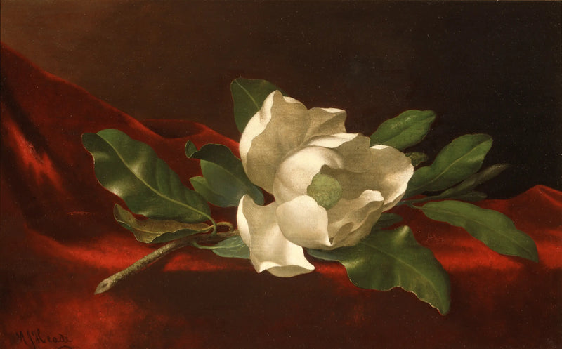 Magnolie - Martin Johnson Heade