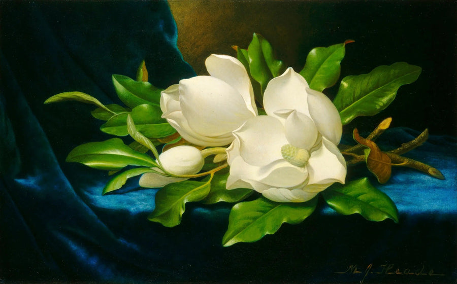 Riesige Magnolien auf blauem Samt - Martin Johnson Heade
