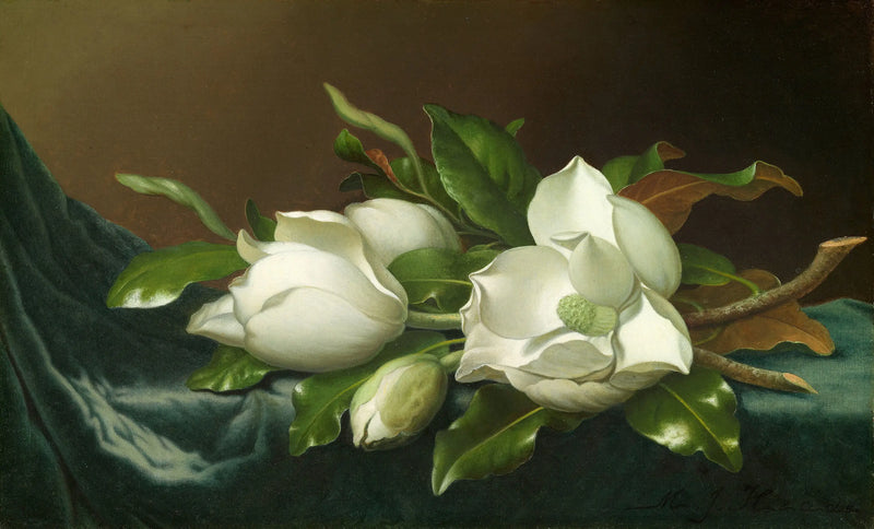 Magnolien auf hellblauem Samtstoff - Martin Johnson Heade