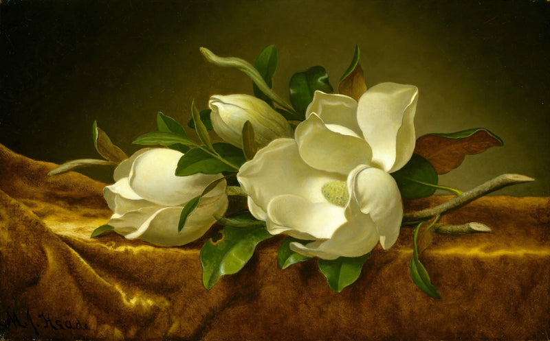 Magnolien auf goldenem Samtstoff - Martin Johnson Heade