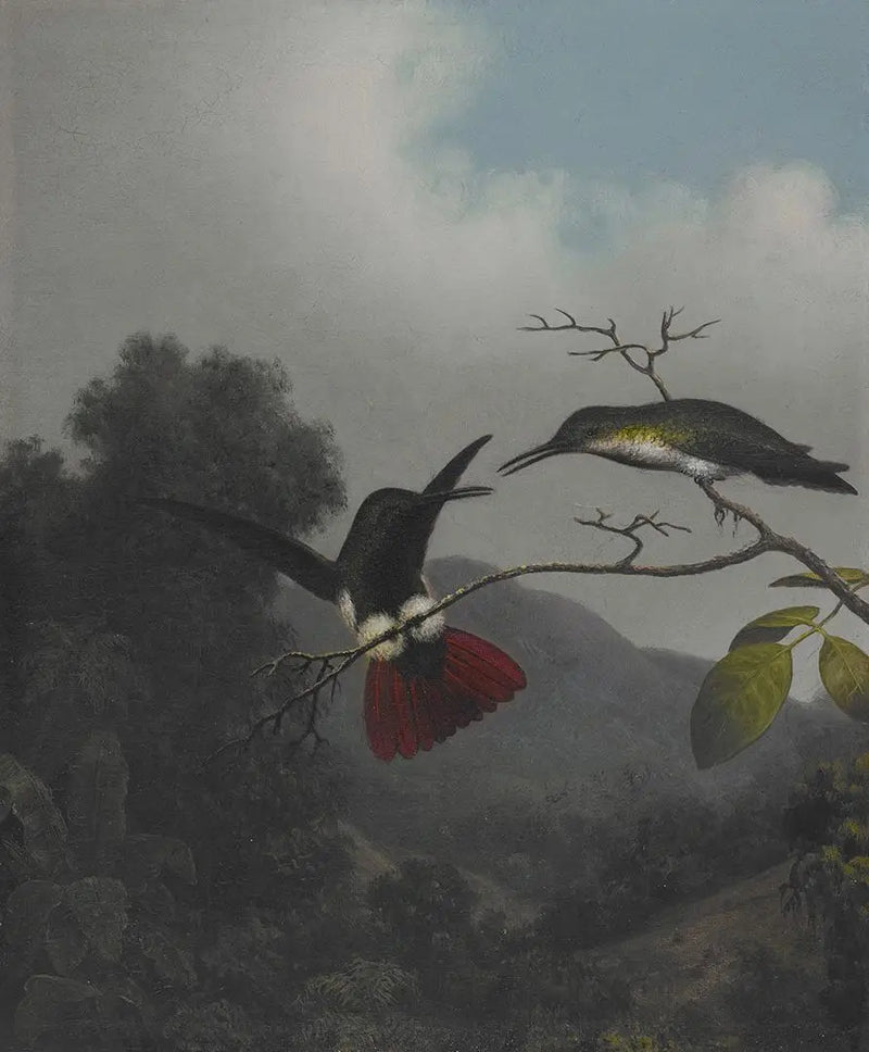 Schwarze Kehlen-Mango - Martin Johnson Heade