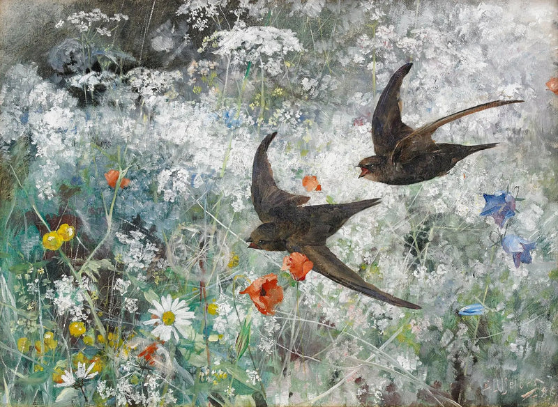 Schwarze Mauersegler – Bruno Liljefors