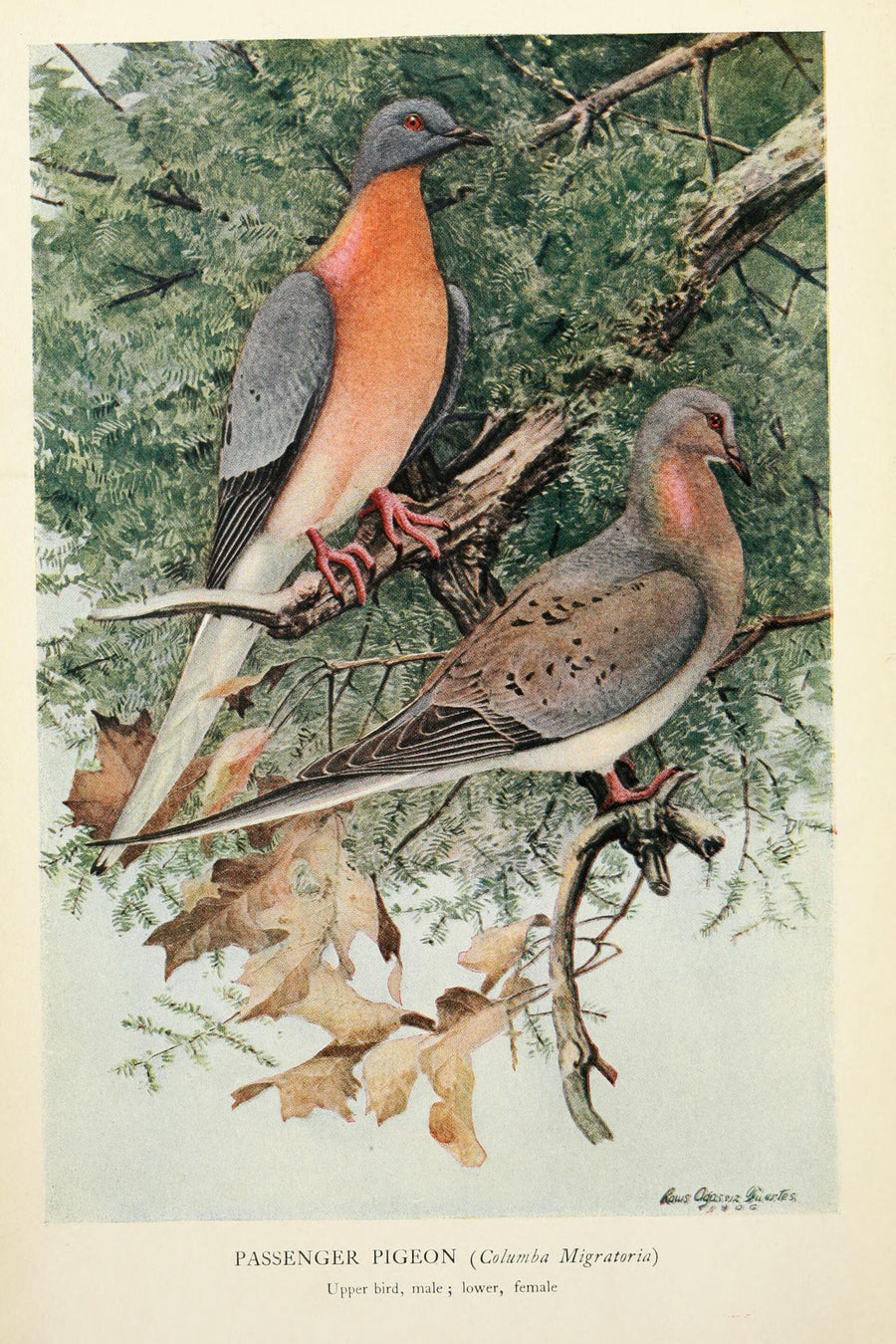 Passenger Pigeon - Louis Agassiz Fuertes