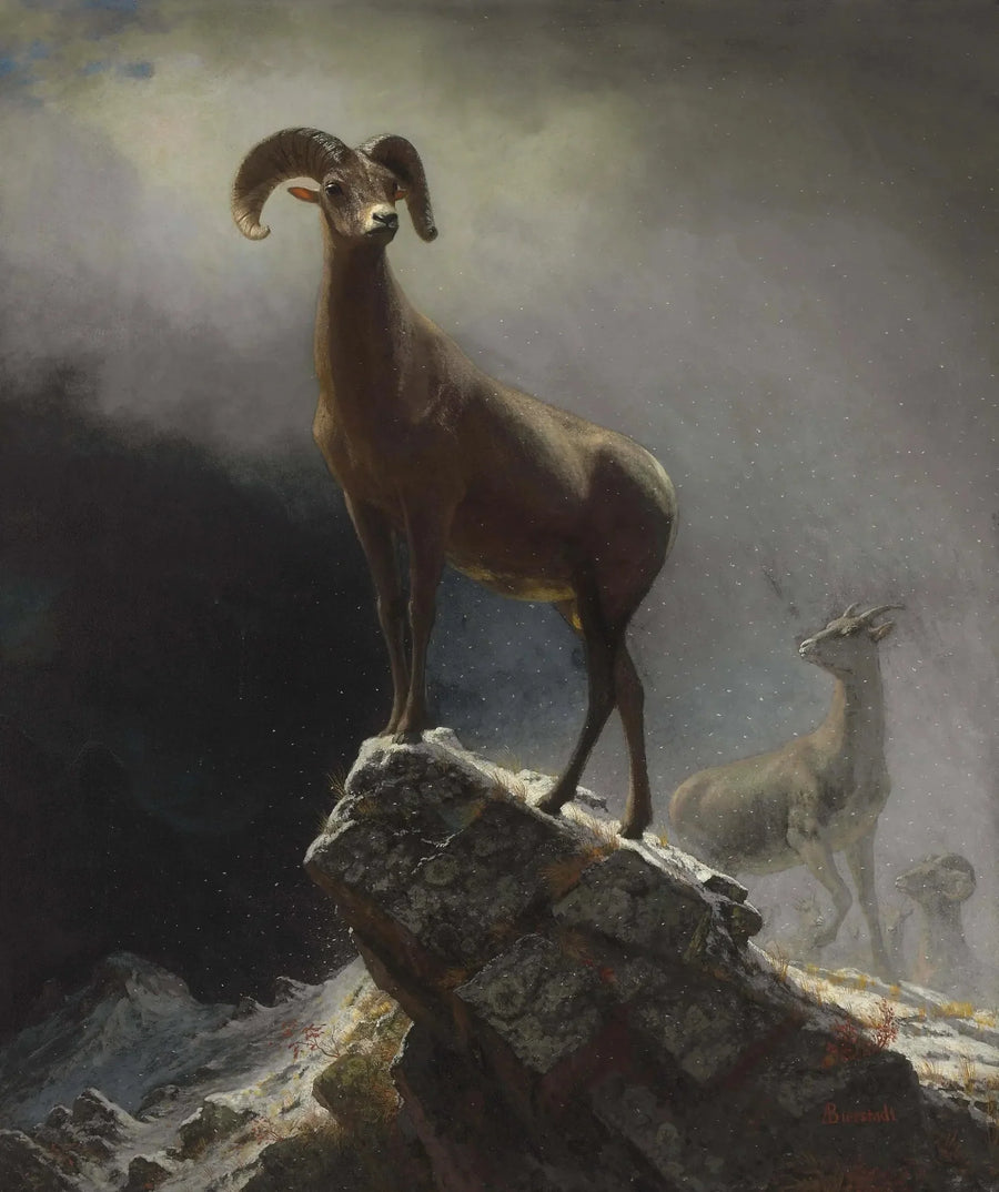 Bergmufflon - Albert Bierstadt
