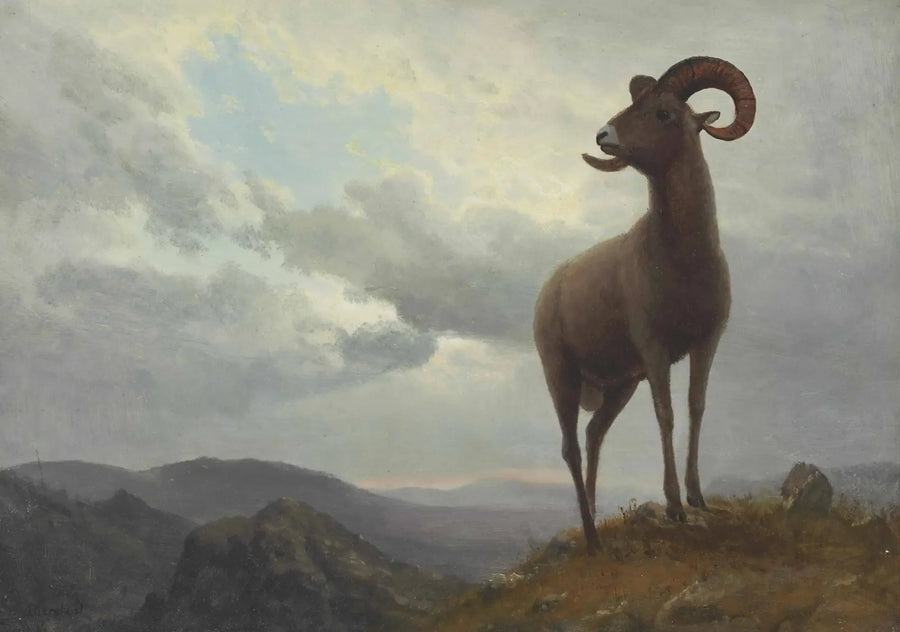 Lamm mit langen Hörnern - Albert Bierstadt