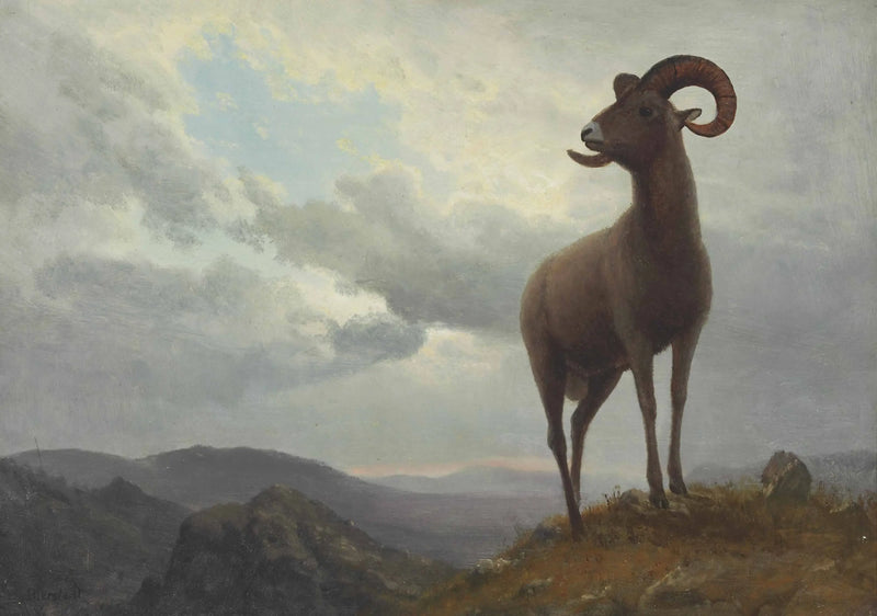 Lamm mit langen Hörnern - Albert Bierstadt