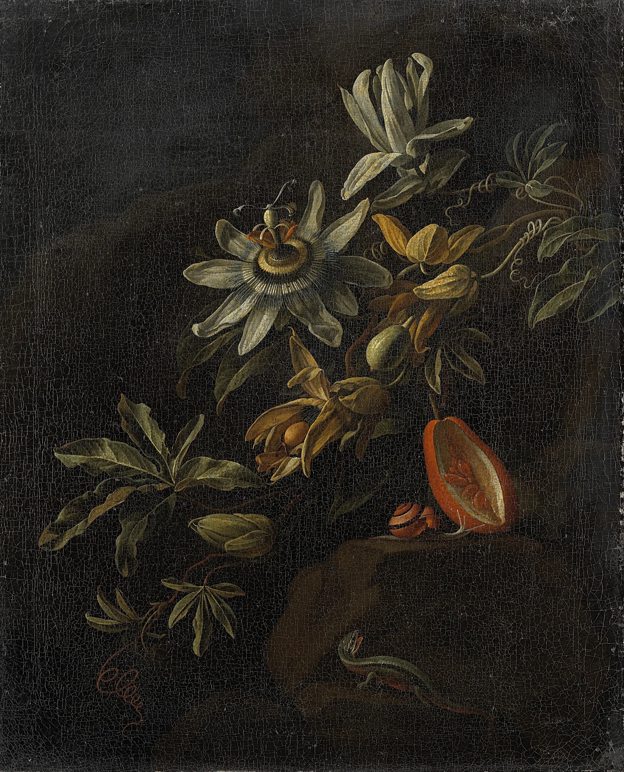 Nature morte aux fleurs de la passion. - Elias van den Broeck