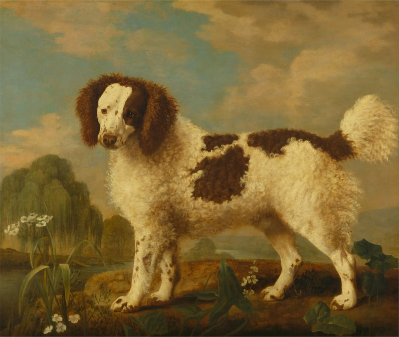 Norfolk oder Water Spaniel braun und weiß - George Stubbs