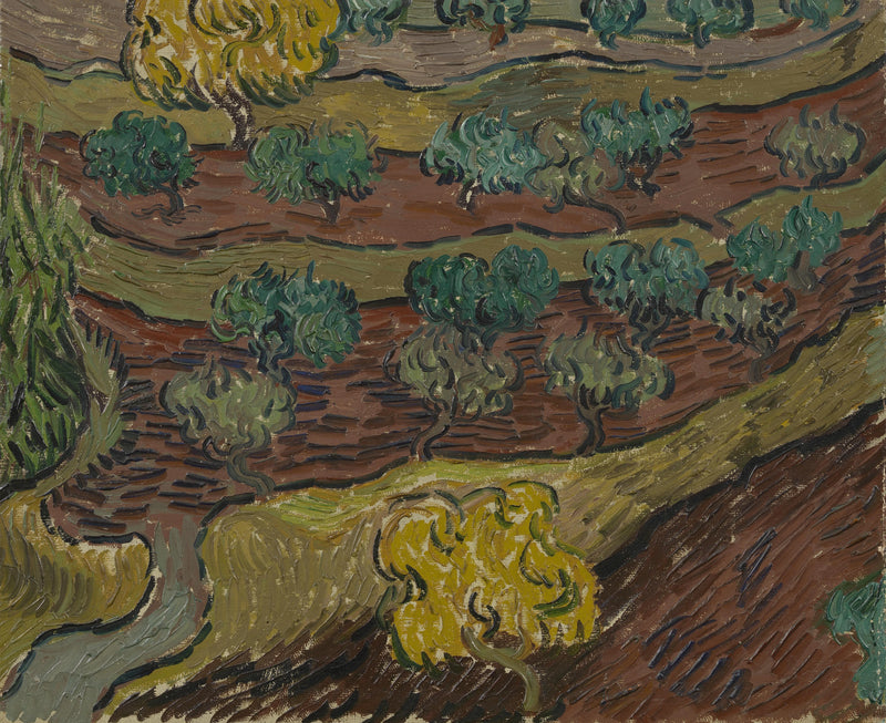 Olivenbäume auf einem Hügel - Vincent van Gogh