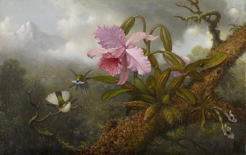 Orchidee Cattleya, zwei Kolibris und ein Käfer - Martin Johnson Heade