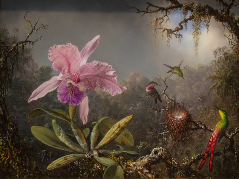 Orchidee Cattleya und drei Kolibris - Martin Johnson Heade