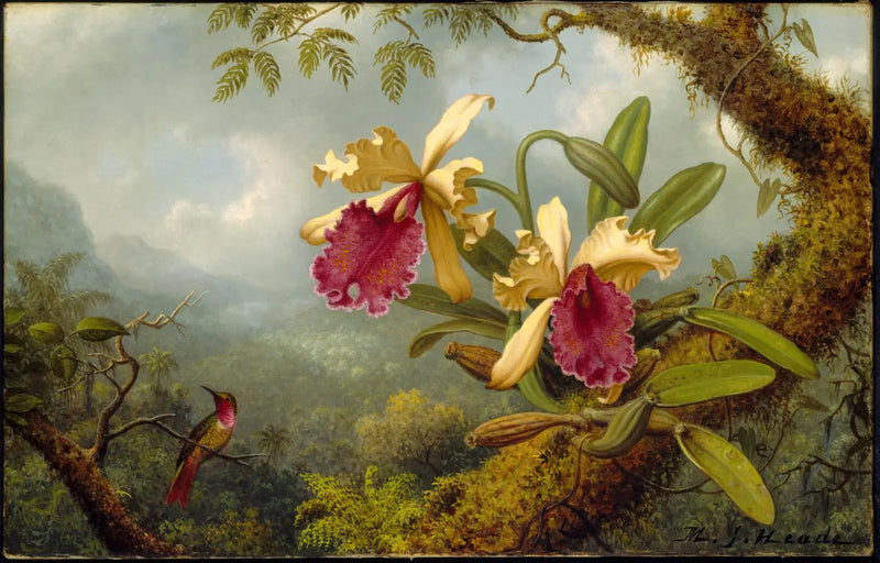 Orchideen und Kolibri - Martin Johnson Heade