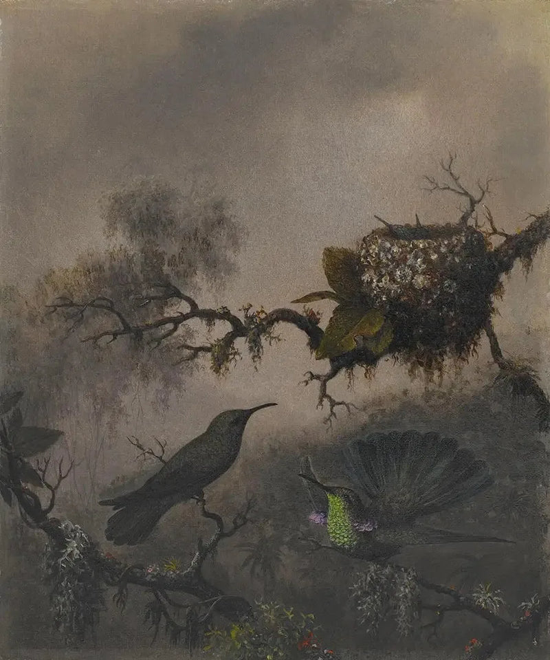 Lila Ohr mit weißem Bauch - Martin Johnson Heade