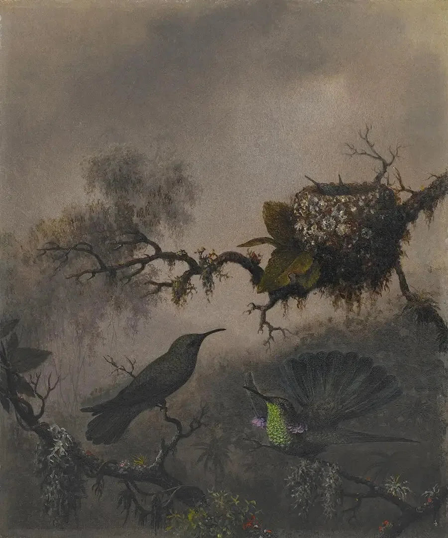 Lila Ohr mit weißem Bauch - Martin Johnson Heade