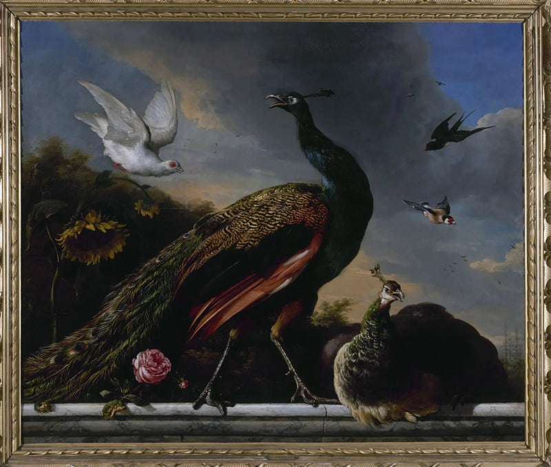 Pfauen, männlich und weiblich - Melchior de Hondecoeter