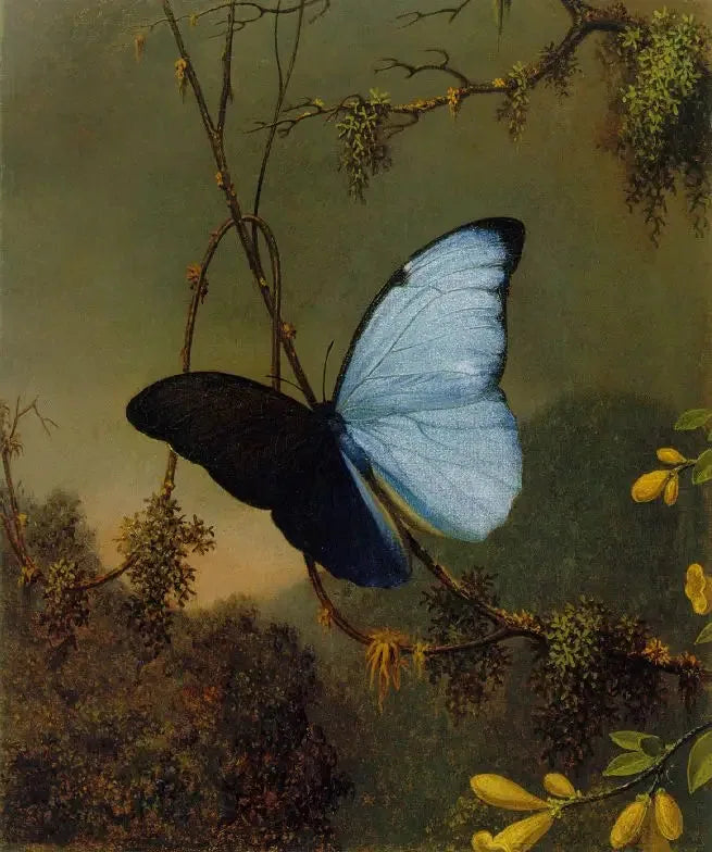 Schmetterling Morpho blau - Martin Johnson Heade