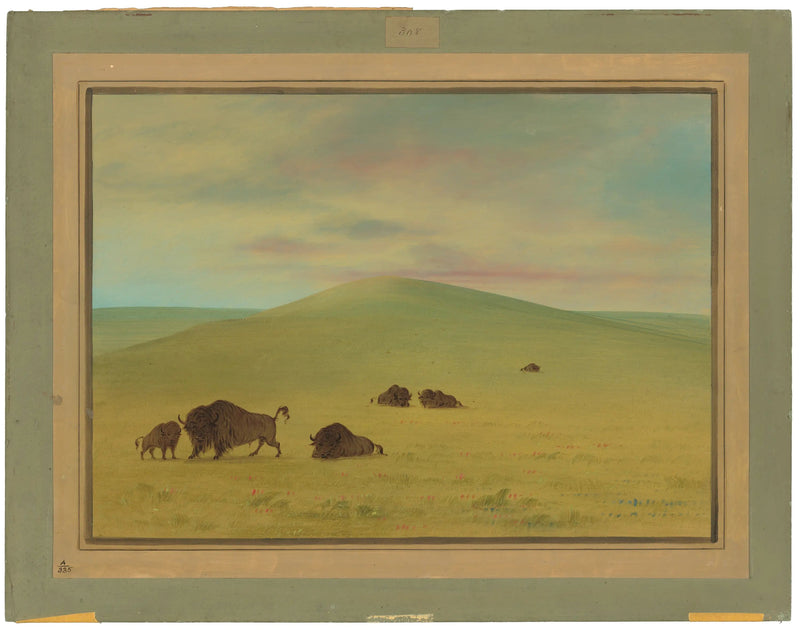 Amerikanische Weide - Prairies de la Platte - George Catlin
