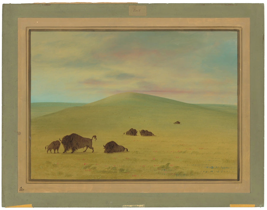 Amerikanische Weide - Prairies de la Platte - George Catlin