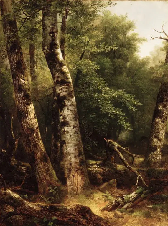 Landschaft (Birken und Eichen) - Asher Brown Durand