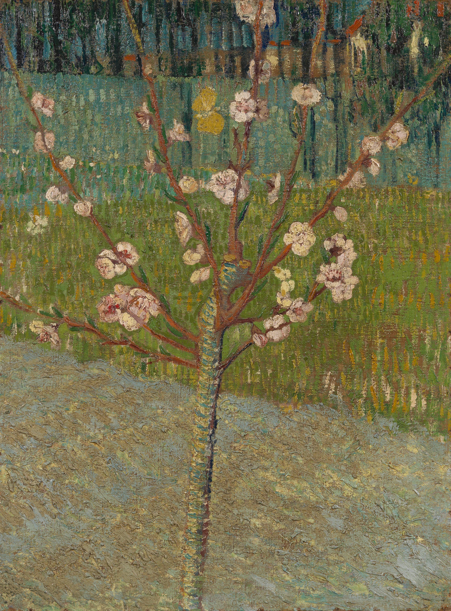 Pêcher en fleurs - Vincent van Gogh