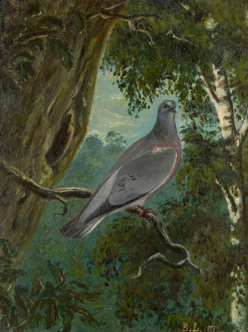 Taube - Bruno Liljefors