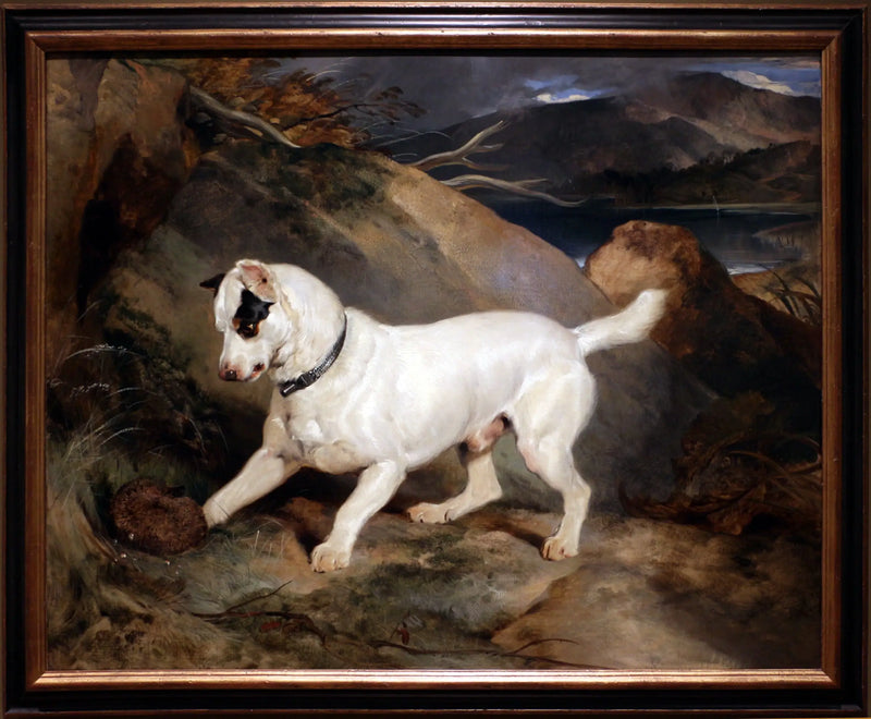 Portrait eines Terriers, Eigentum von Owen Williams, ESQ., Abgeordneter (Jocko mit einem Igel) - Edwin Henry Landseer