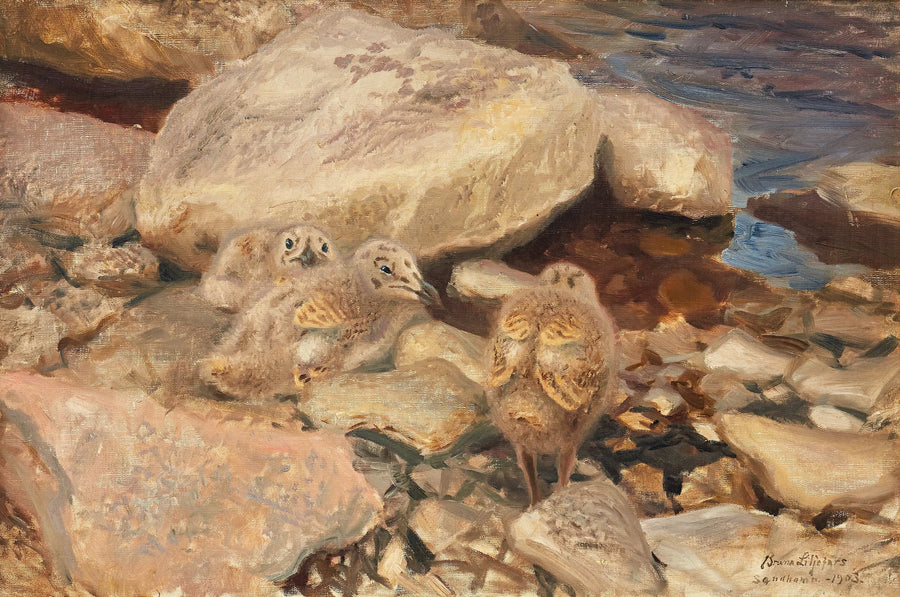 Silbermöwenküken – Bruno Liljefors