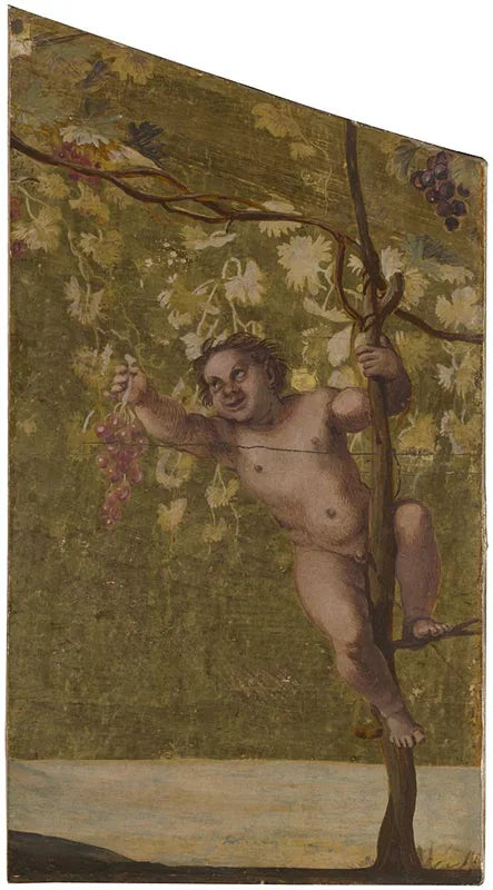 Putto, der Trauben pflückt - Annibale Carracci