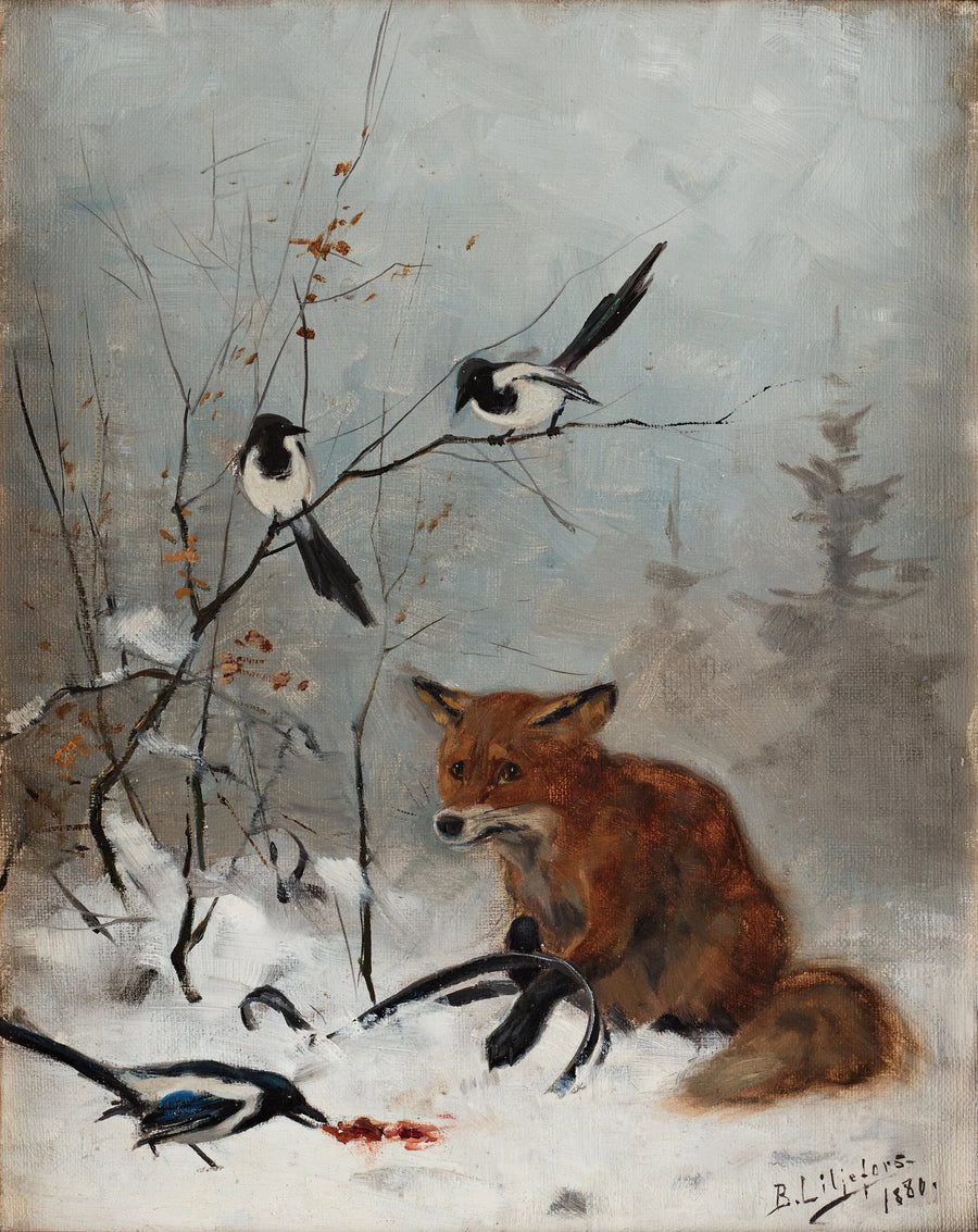 Fuchs in Kieferfalle gefangen - Bruno Liljefors