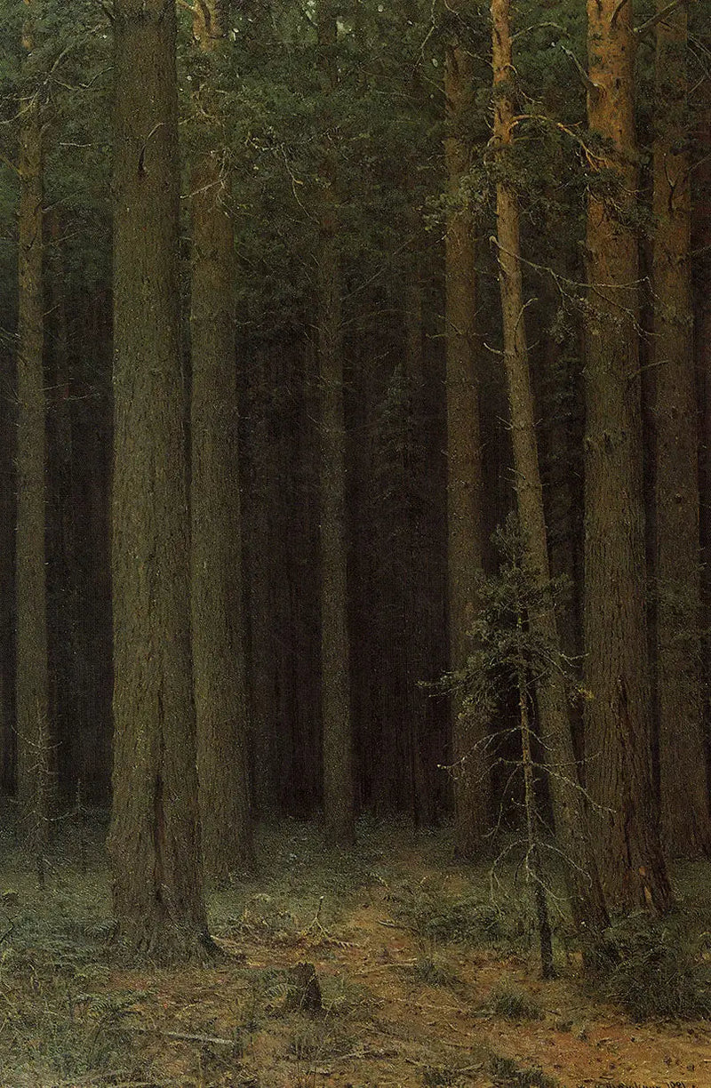 Forstreservat. Pinienwald - Ivan Chichkine