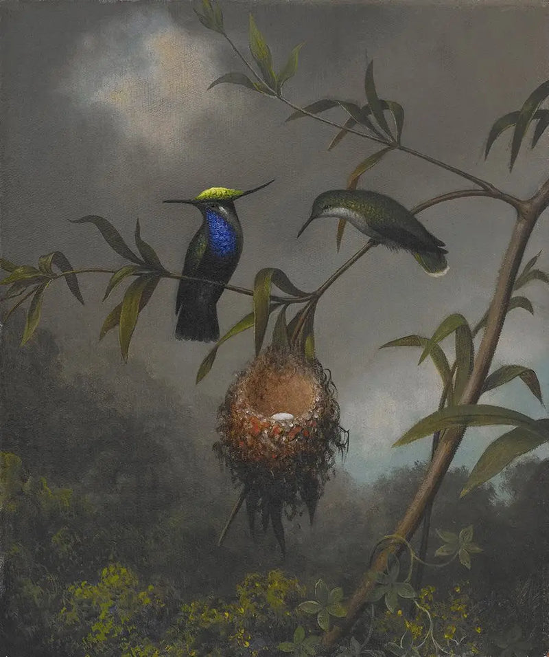 Schwarzbrust-Bachstelze - Martin Johnson Heade