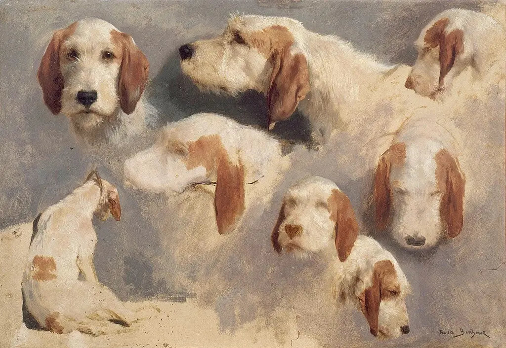 Sept études de têtes de chiens courant et un chien courant vu de dos, peinture de Rosa Bonheur