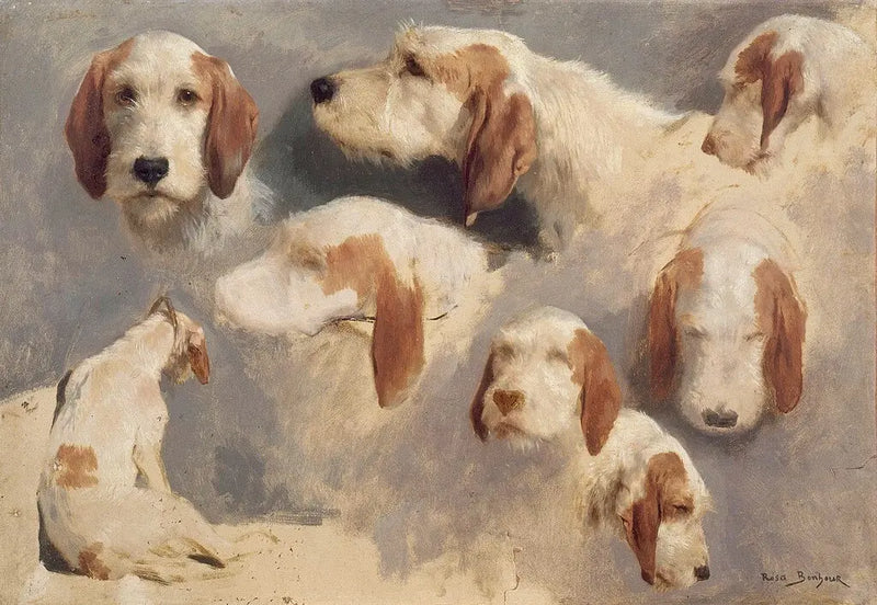 Sept études de têtes de chiens courant et un chien courant vu de dos - Rosa Bonheur
