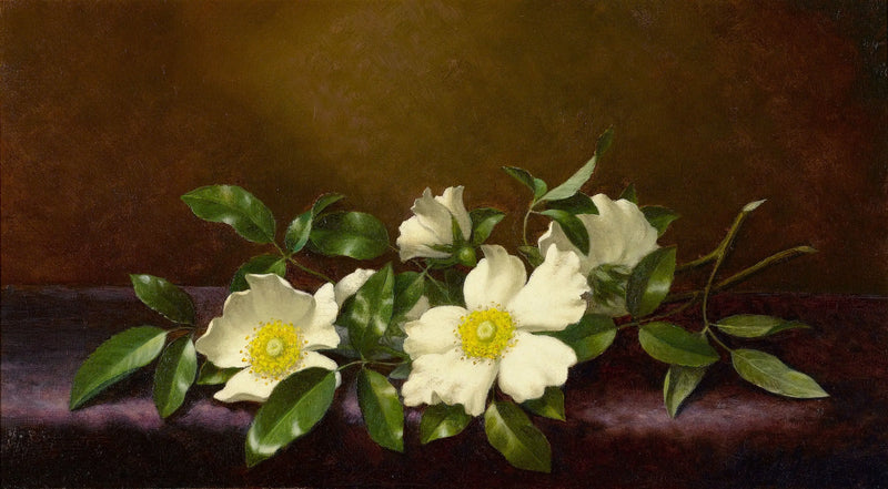 Rosen Cherokee auf violettem Stoff - Martin Johnson Heade