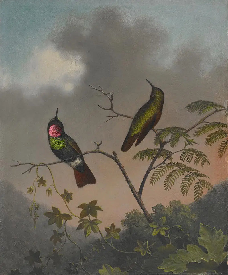 Brasilianischer Rubin - Martin Johnson Heade