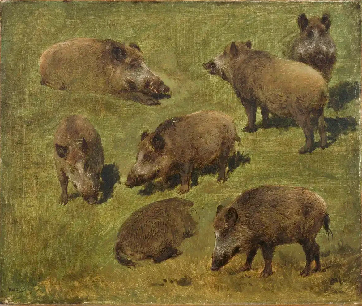 Sept Studien des Wildschweins - Rosa Bonheur