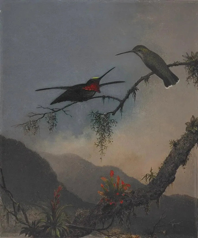 Starthroat mit gestreifter Brust - Martin Johnson Heade